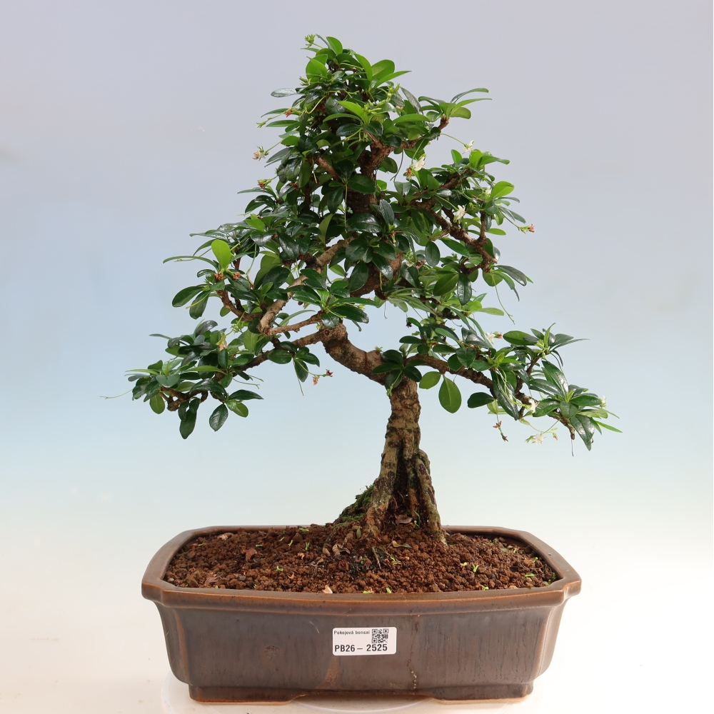Bonsai pokojowe - Carmona macrophylla - Tea fuki