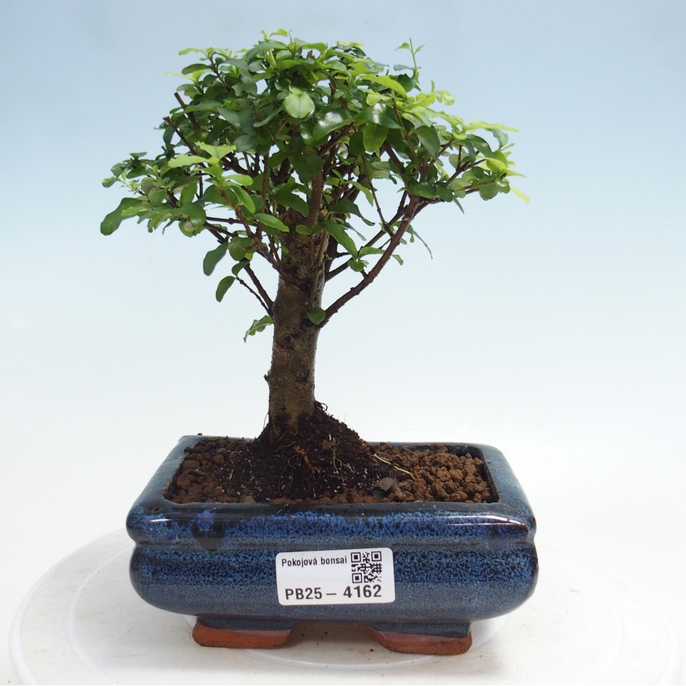 Pokój bonsai - Ligustrum chinensis - Dziób ptaka