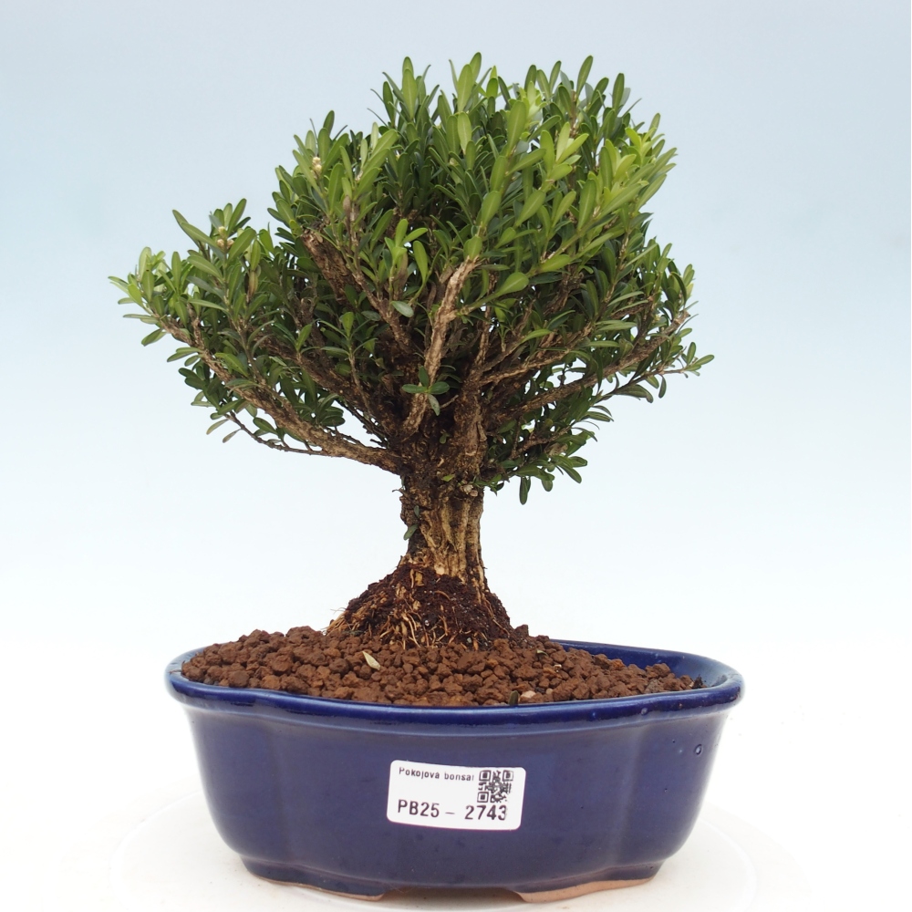 Kryty bonsai - Buxus harlandii - Bukszpan korkowy