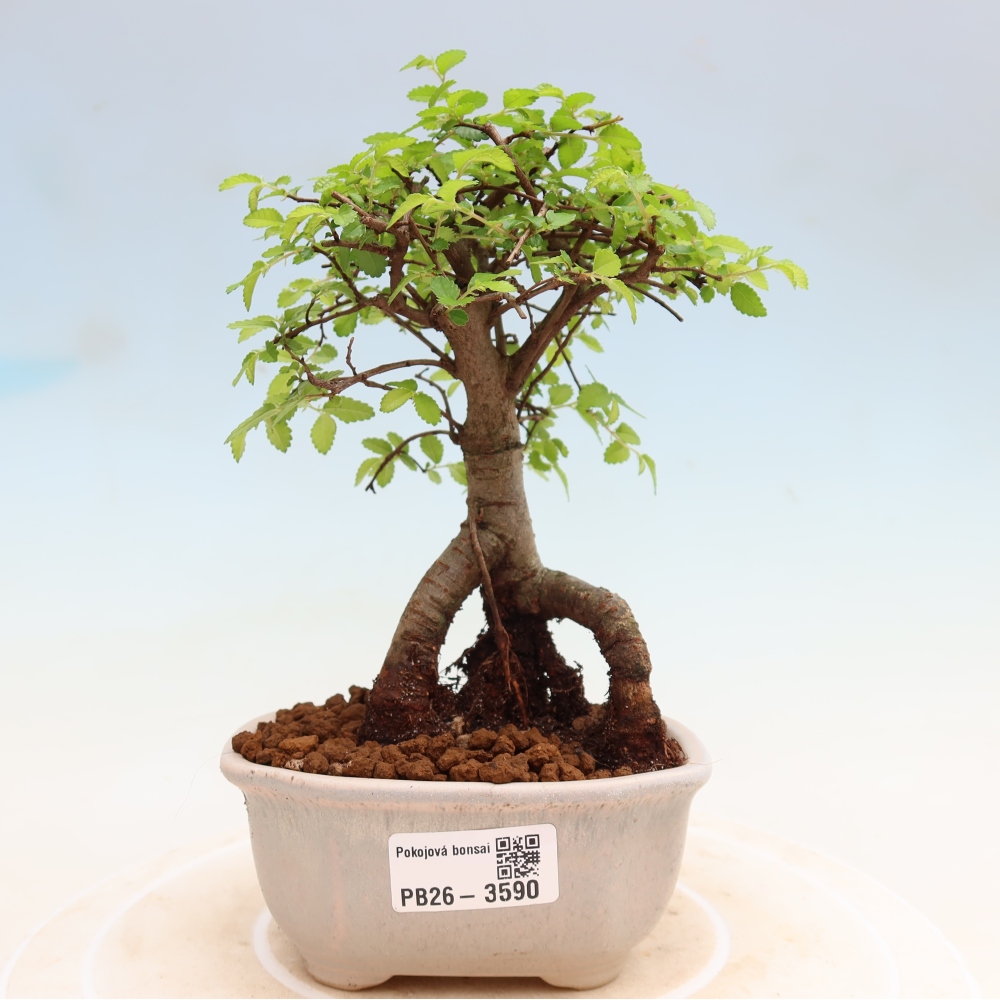 Pokój bonsai - Ulmus parvifolia - Wiąz drobnolistny