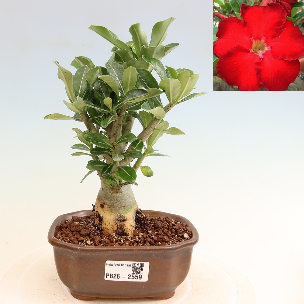 Bonsai pokojowe – Adenium obesum Red Star – Róża pustynna