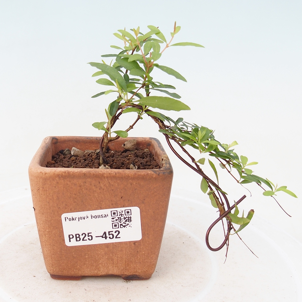Pokój bonsai-Punica granatum -Granat