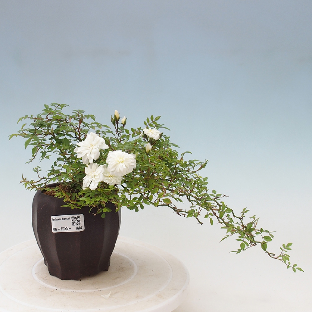 Bonsai na zewnątrz - Rosa Sea Foam - róża 