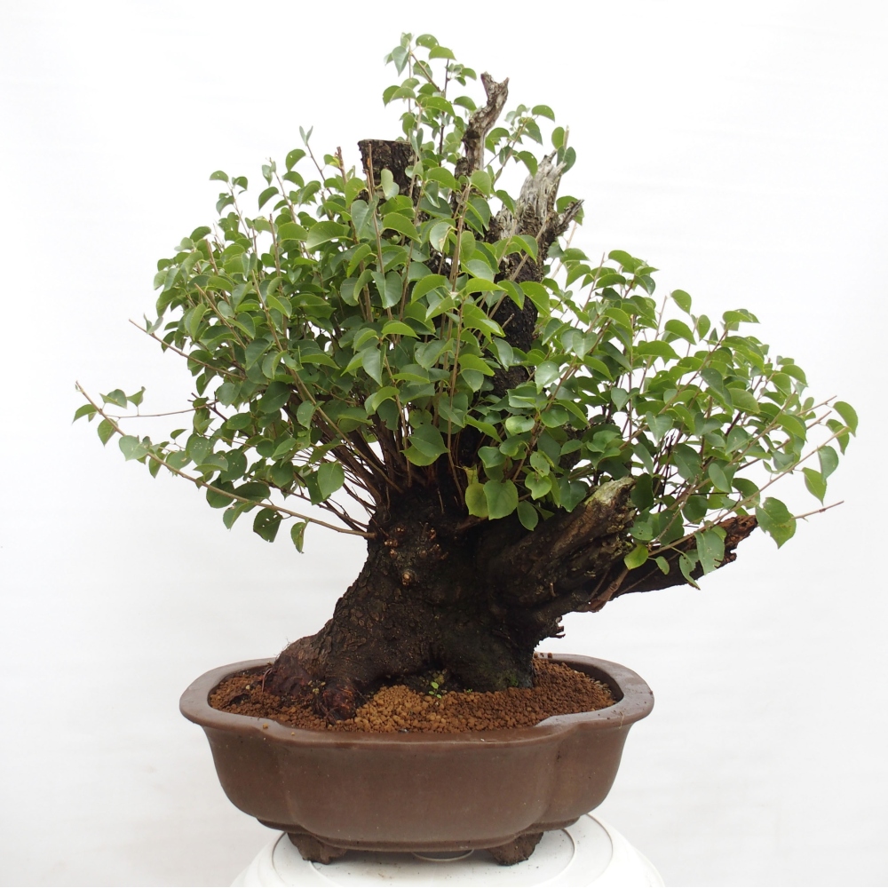 Bonsai na zewnątrz - Mahalebka - Prunus mahaleb