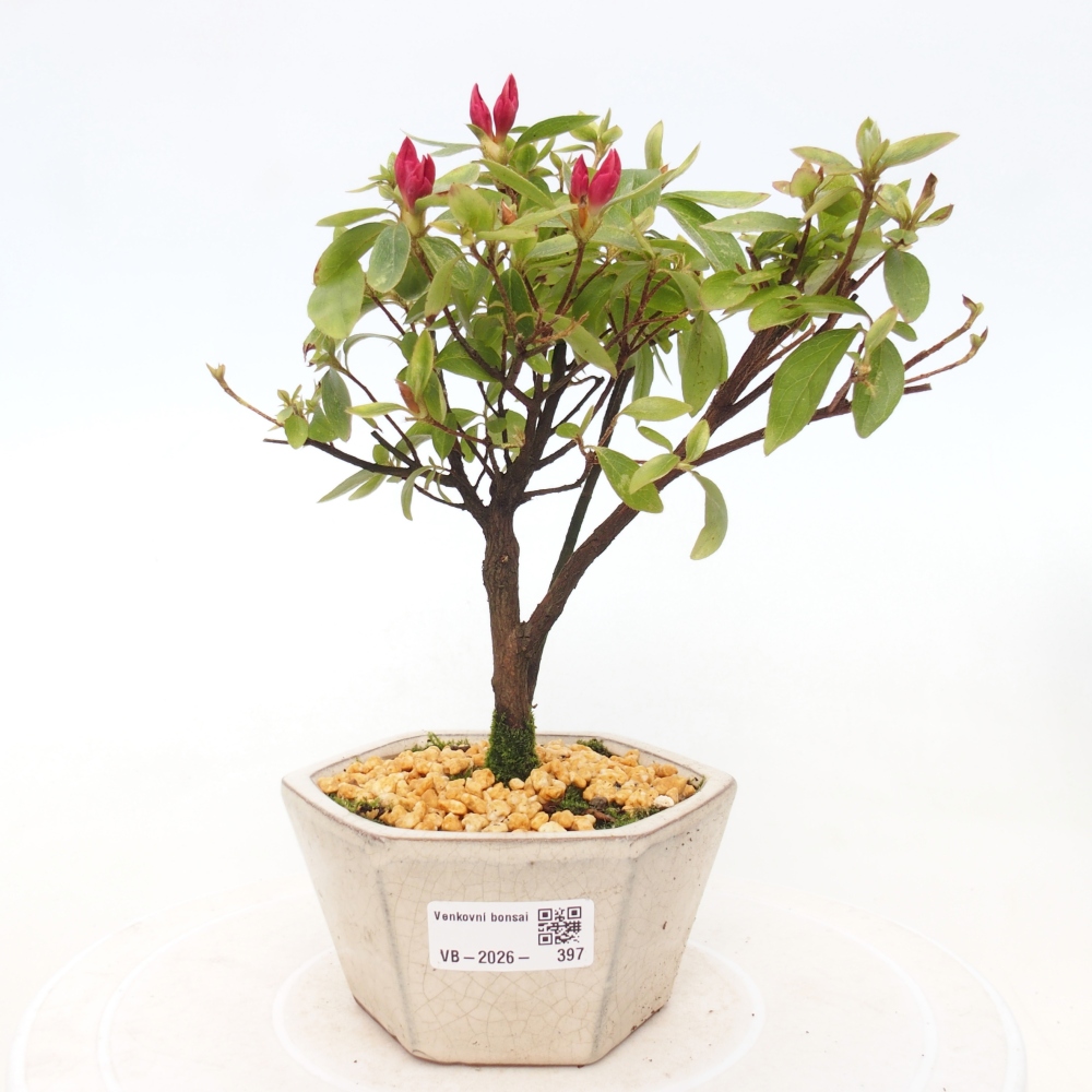 Outdoor bonsai - Azalia japońska - Azalea sp.