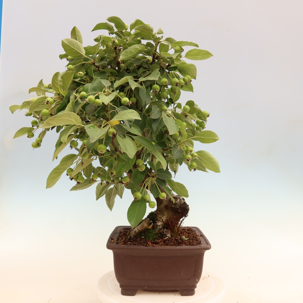 Outdoor bonsai - Malus halliana - Jabłoń drobnoowocowa