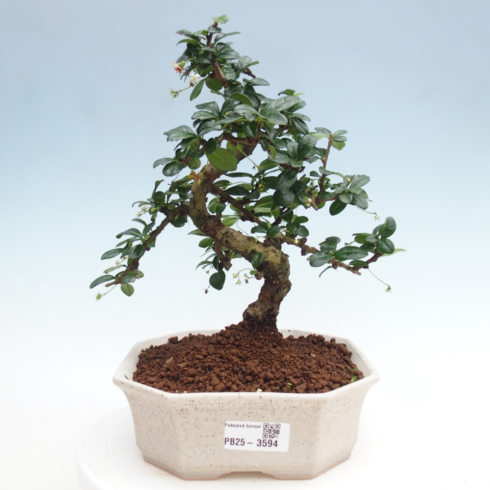 Bonsai pokojowe - Carmona macrophylla - Tea fuki