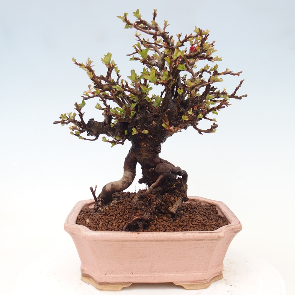 Bonsai zewnętrzne - Chaneomeles speciosa - Pigwa