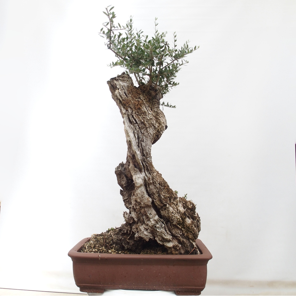 Kryte bonsai - Olea europaea sylvestris - Europejska oliwa z małych liści