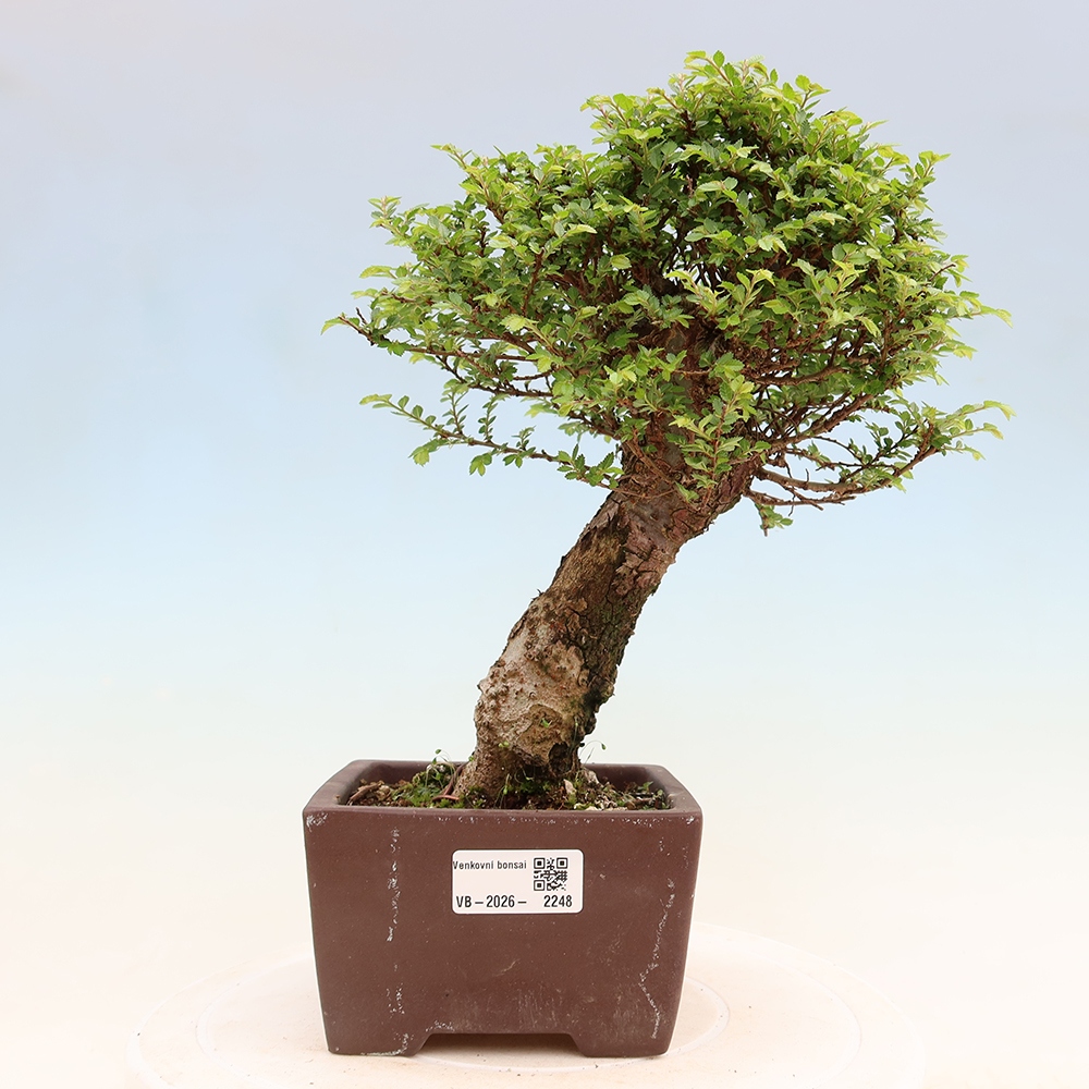 Bonsai ogrodowe – Ulmus parvifolia Sagei – wiąz drobnolistny