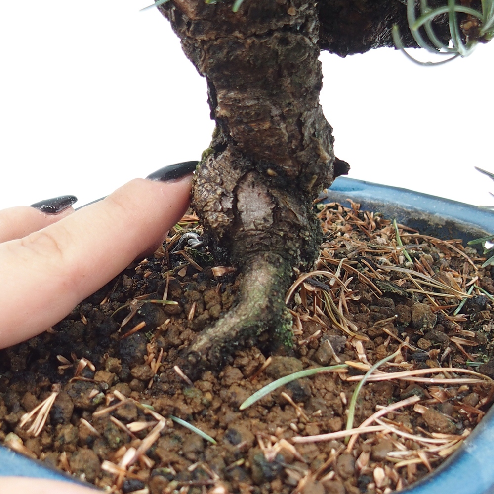 Outdoor bonsai - Pinus parviflora - Mała sosna