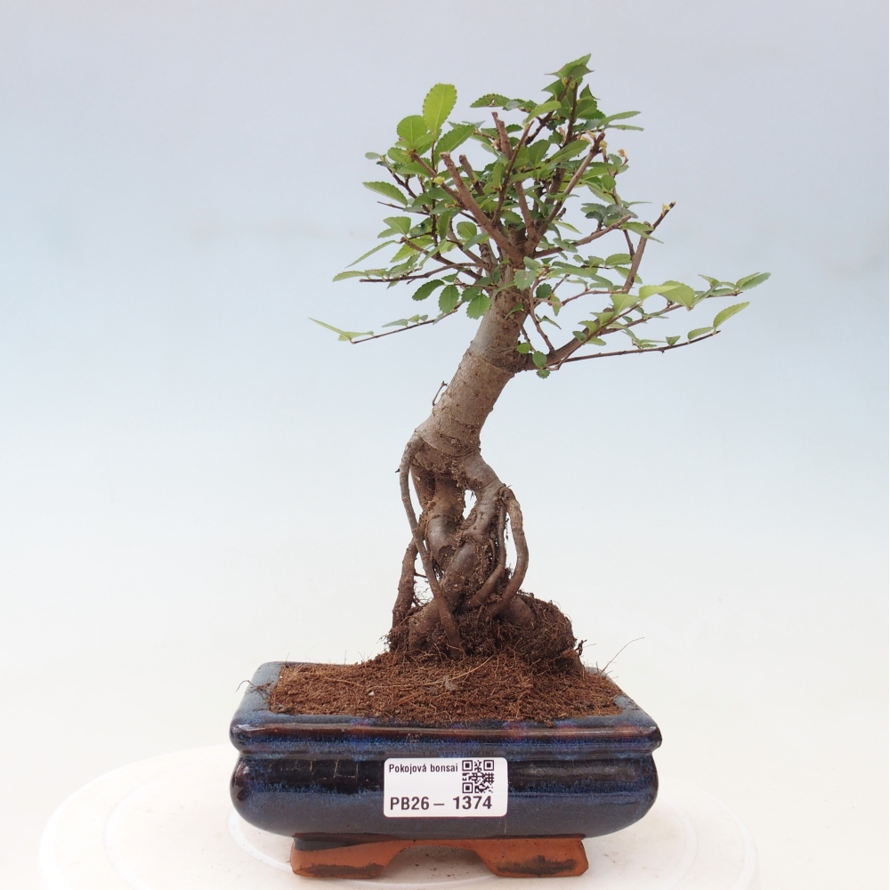 Pokój bonsai - Ulmus parvifolia - Wiąz drobnolistny