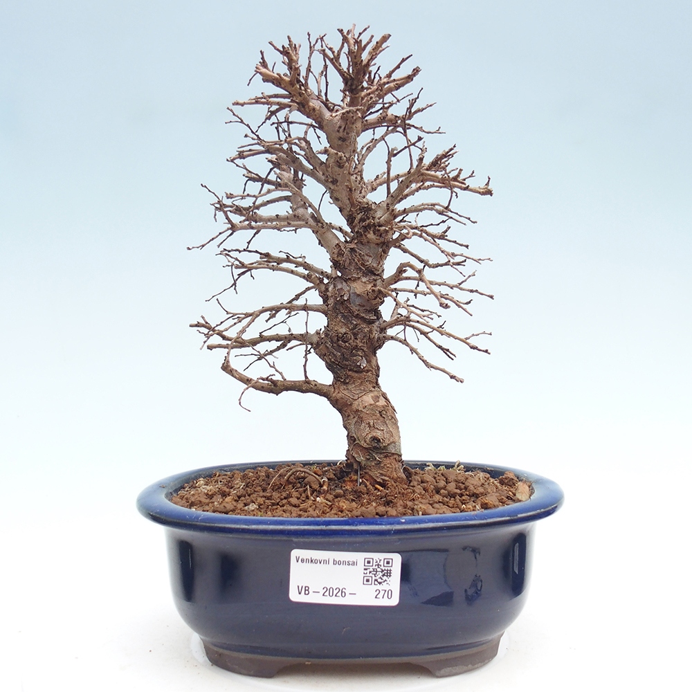 Bonsai zewnętrzne - Zelkova - Zelkova NIRE