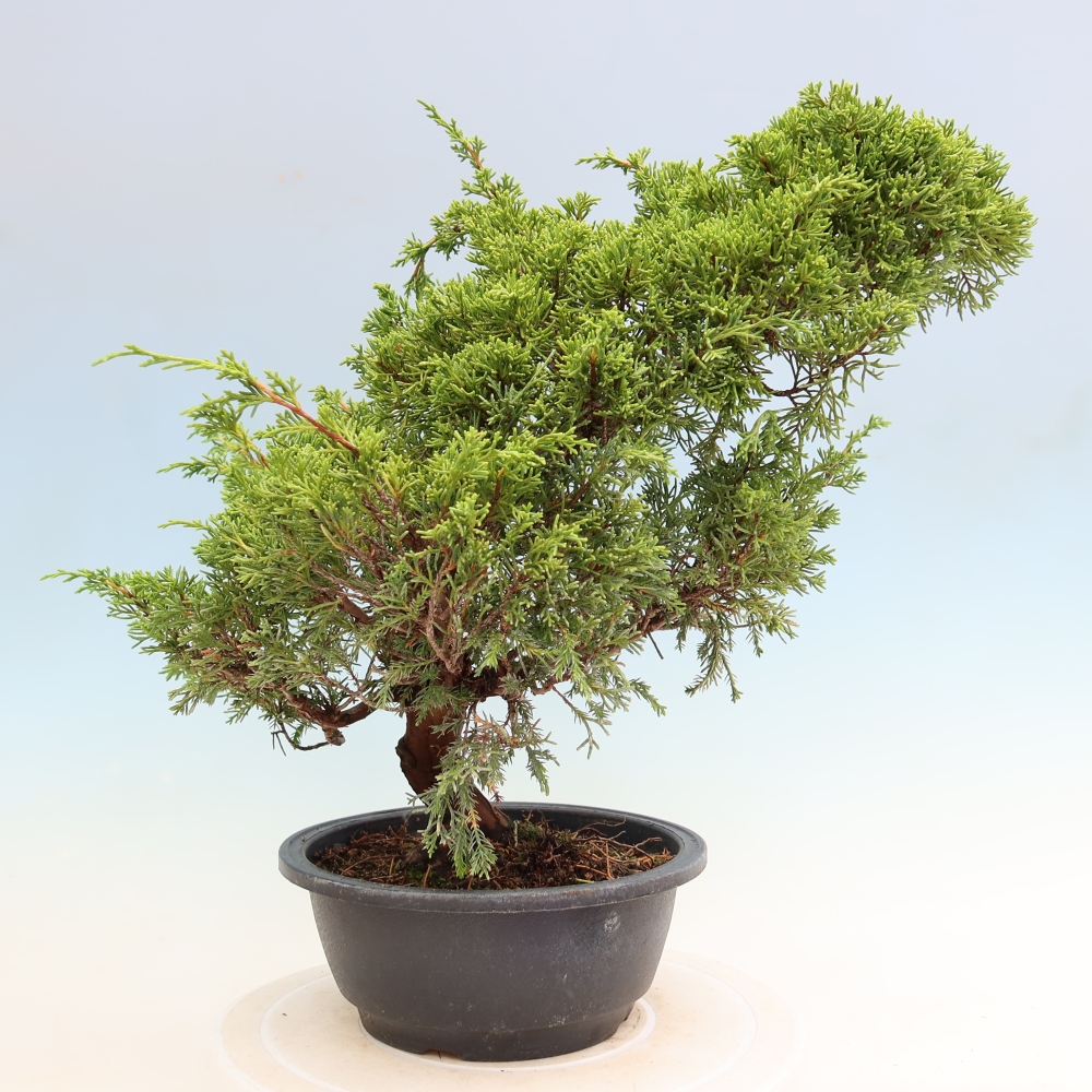 Bonsai ogrodowe – Juniperus chinensis Itoigawa – jałowiec chiński