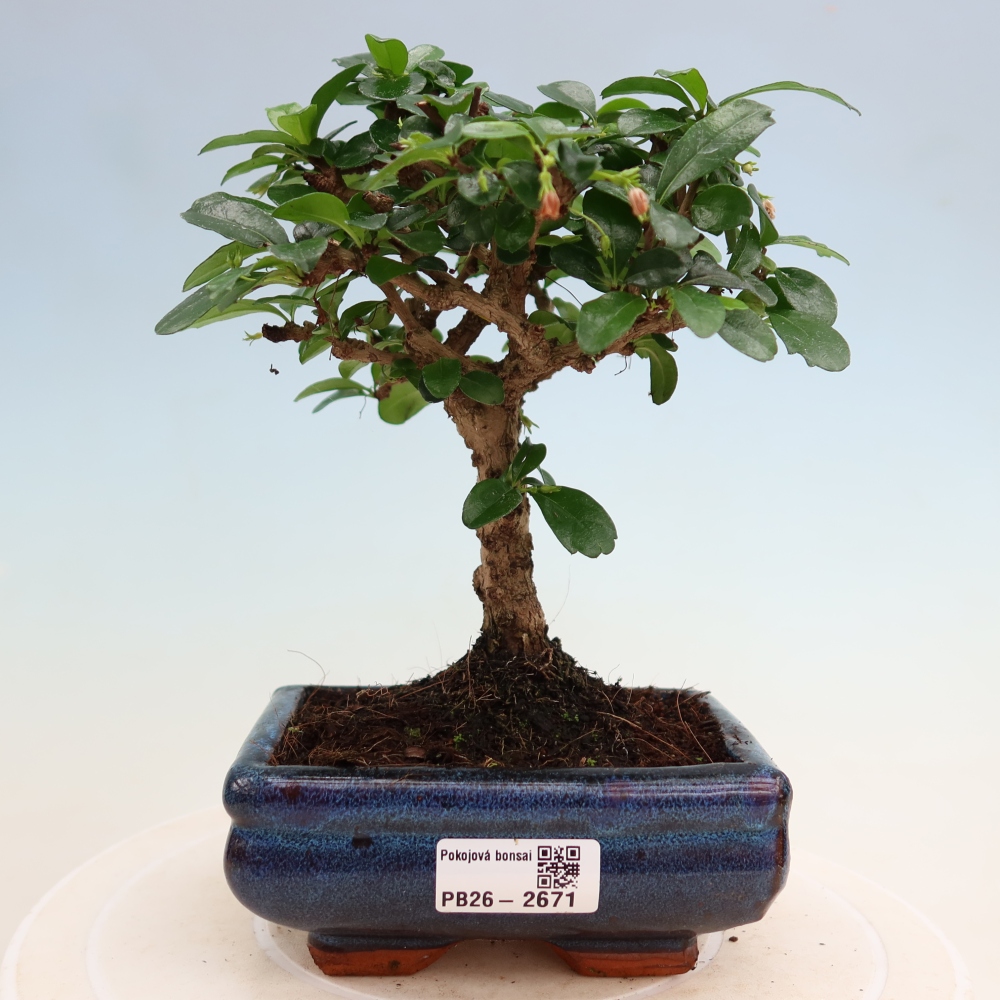 Bonsai pokojowe - Carmona macrophylla - Tea fuki