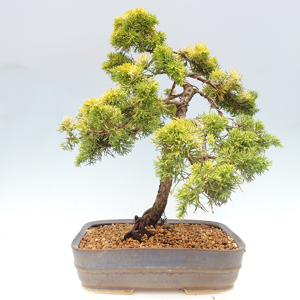Bonsai plenerowe - Juniperus chinensis plumosa aurea - chiński jałowiec złoty