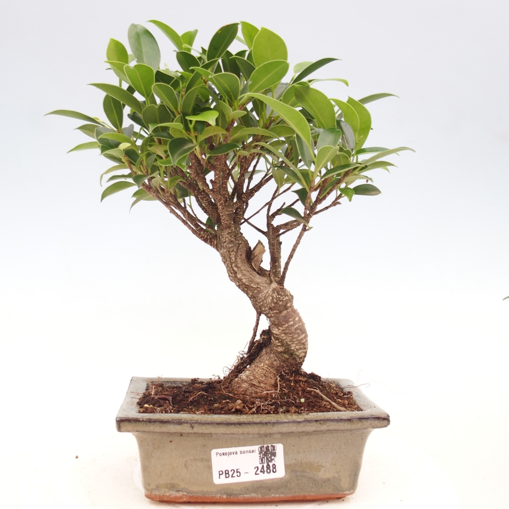 Bonsai wewnętrzne - Ficus retusa - figowiec drobnolistny