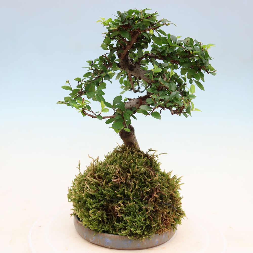 Kokedama z podstawką – Ulmus parvifolia – wiąz drobnolistny