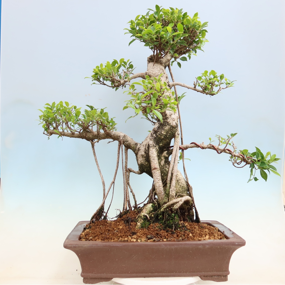 Pokój bonsai - Ficus kimmen - figowiec drobnolistny