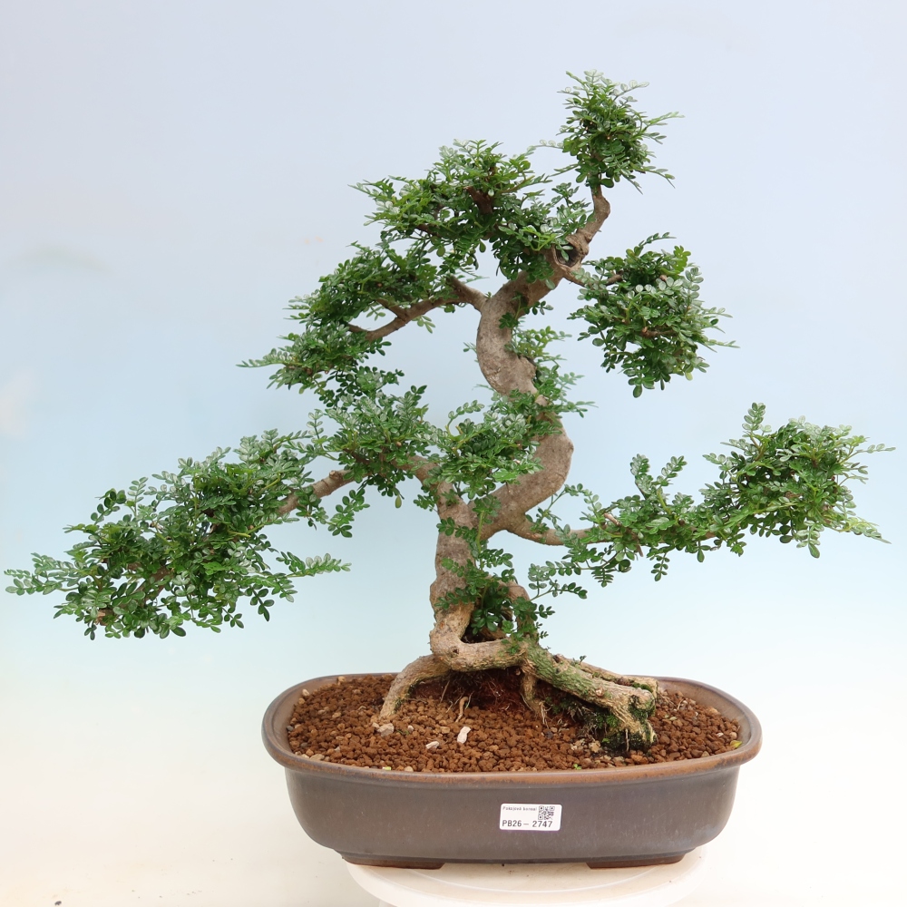 Pokój bonsai - Zantoxylum piperitum - drzewo pieprzowe