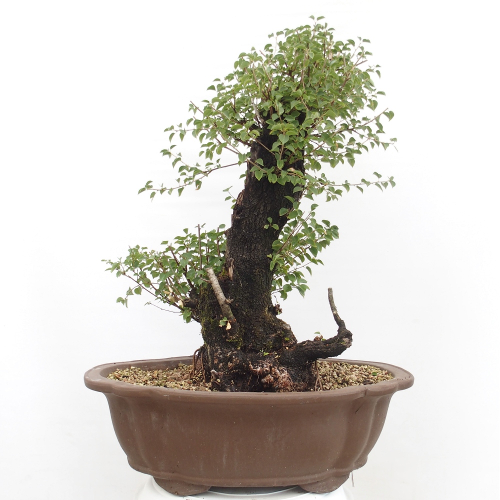 Bonsai na zewnątrz - Mahalebka - Prunus mahaleb