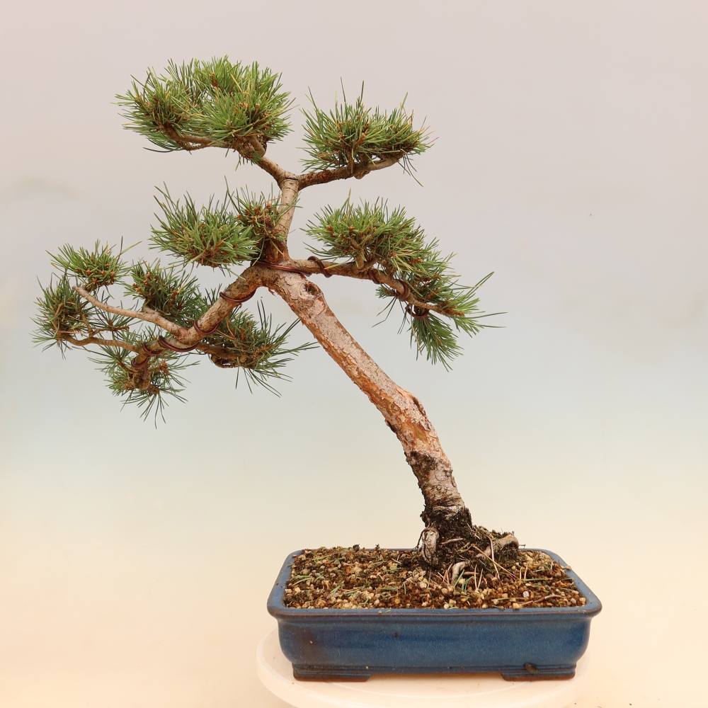 Bonsai ogrodowe – Pinus Sylvestris Watererri – sosna leśna
