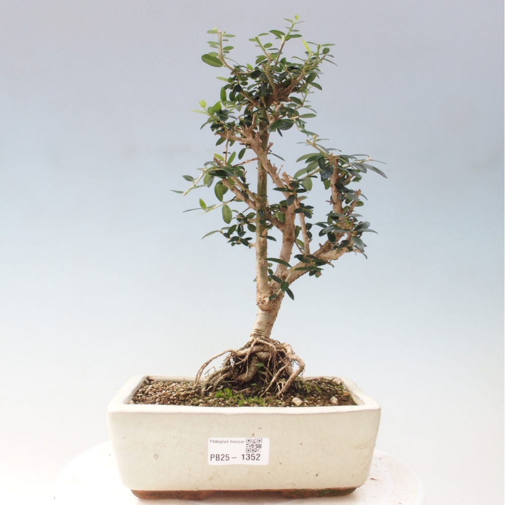 Kryte bonsai - Olea europaea sylvestris - Europejska oliwa z małych liści