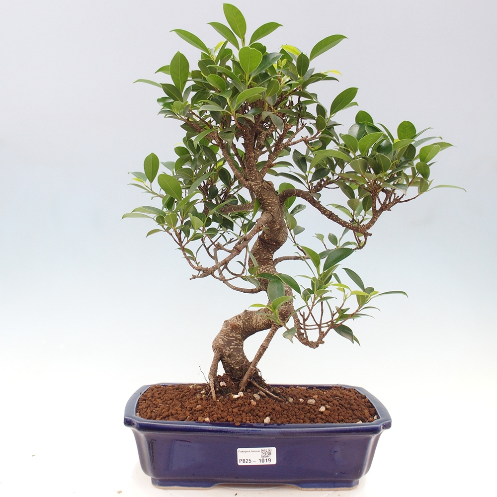 Kryty bonsai - Ficus kimmen - fikus drobnolistny