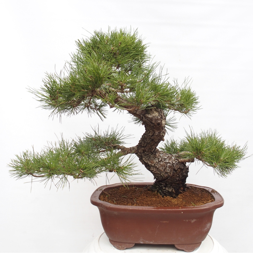 Bonsai ogrodowe - Pinus thunbergii - Sosna Thunberg