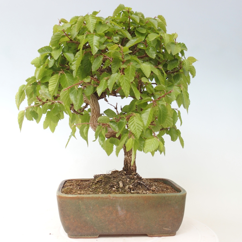 Outdoor bonsai - Carpinus CARPINOIDES - grab koreański