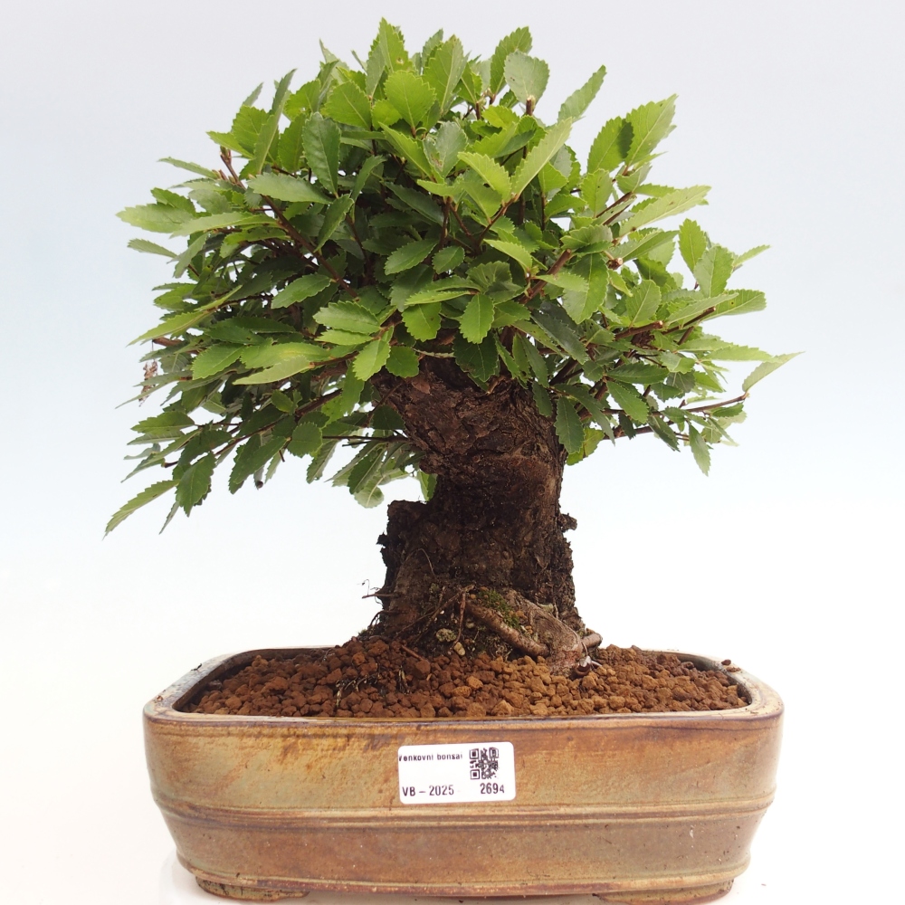 Outdoor bonsai - Zelkova - Zelkova NIRE