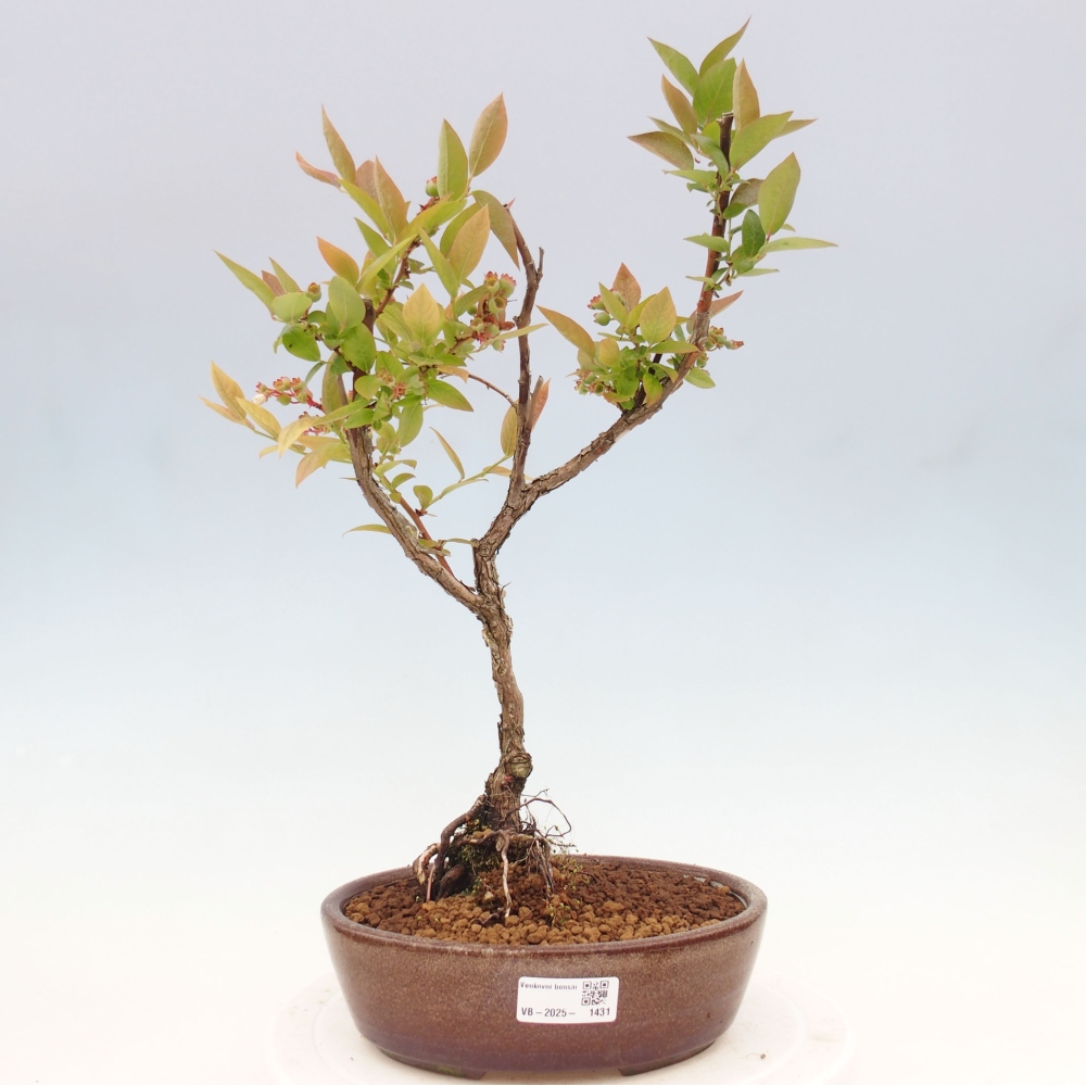 Bonsai Outdoor - Borówka kanadyjska - Vaccinium corymbosum