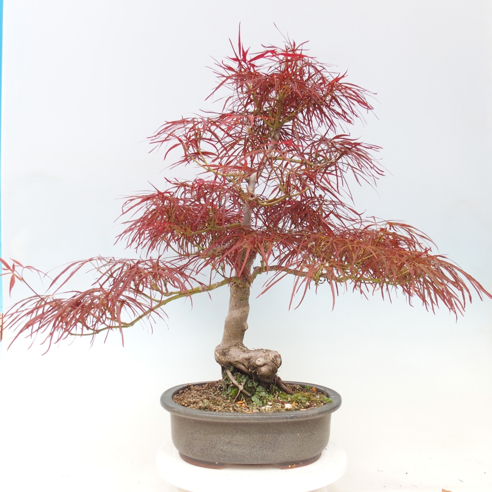 Bonsai zewnętrzne - Acer palmatum RED PYGMY