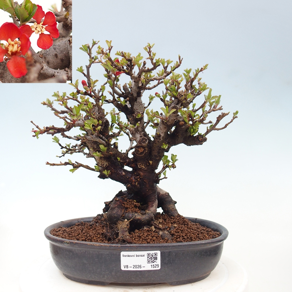 Bonsai zewnętrzne - Chaneomeles speciosa - Pigwa