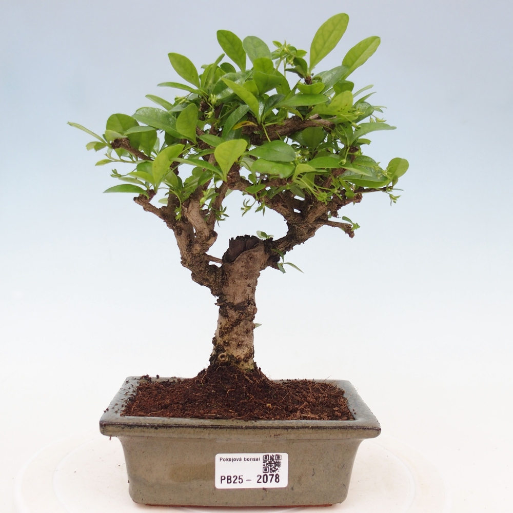 Bonsai wewnętrzne - Carmona makrophylla - Herbata Fuki