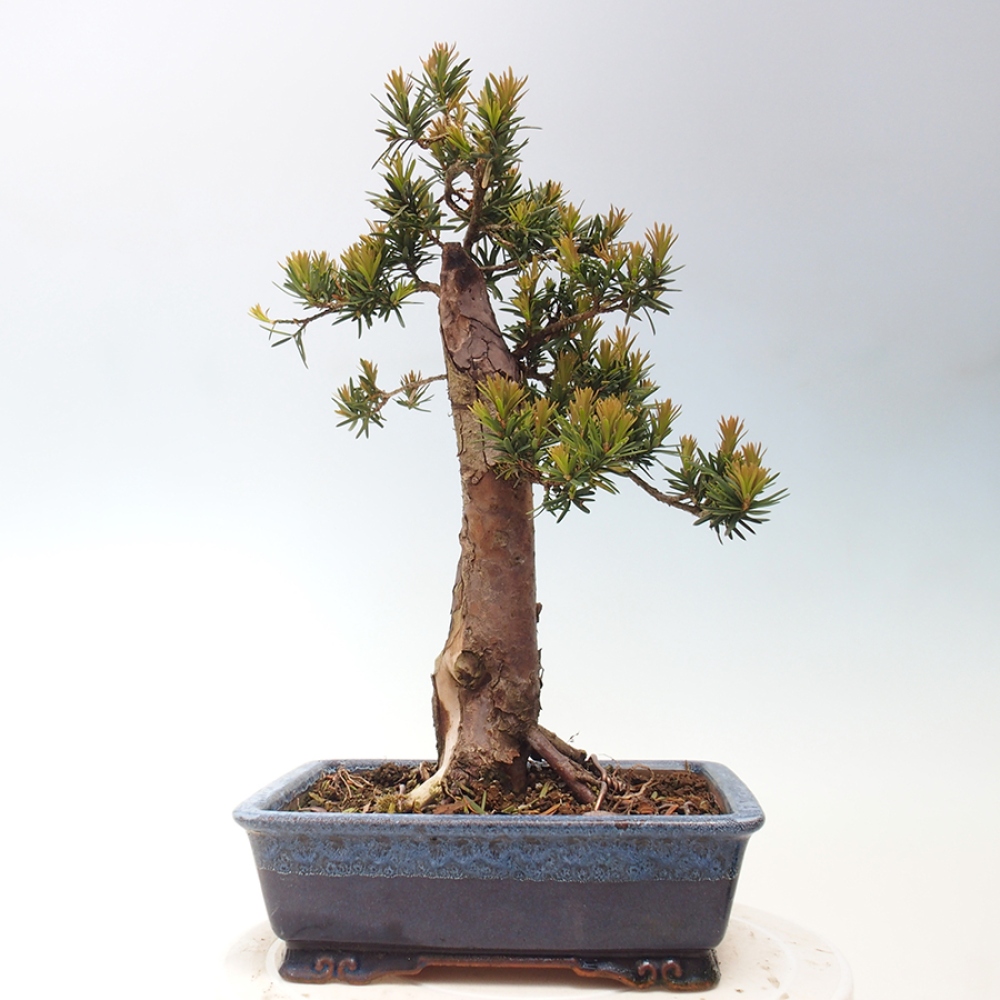 Bonsai na zewnątrz - Taxus cuspidata - cis japoński