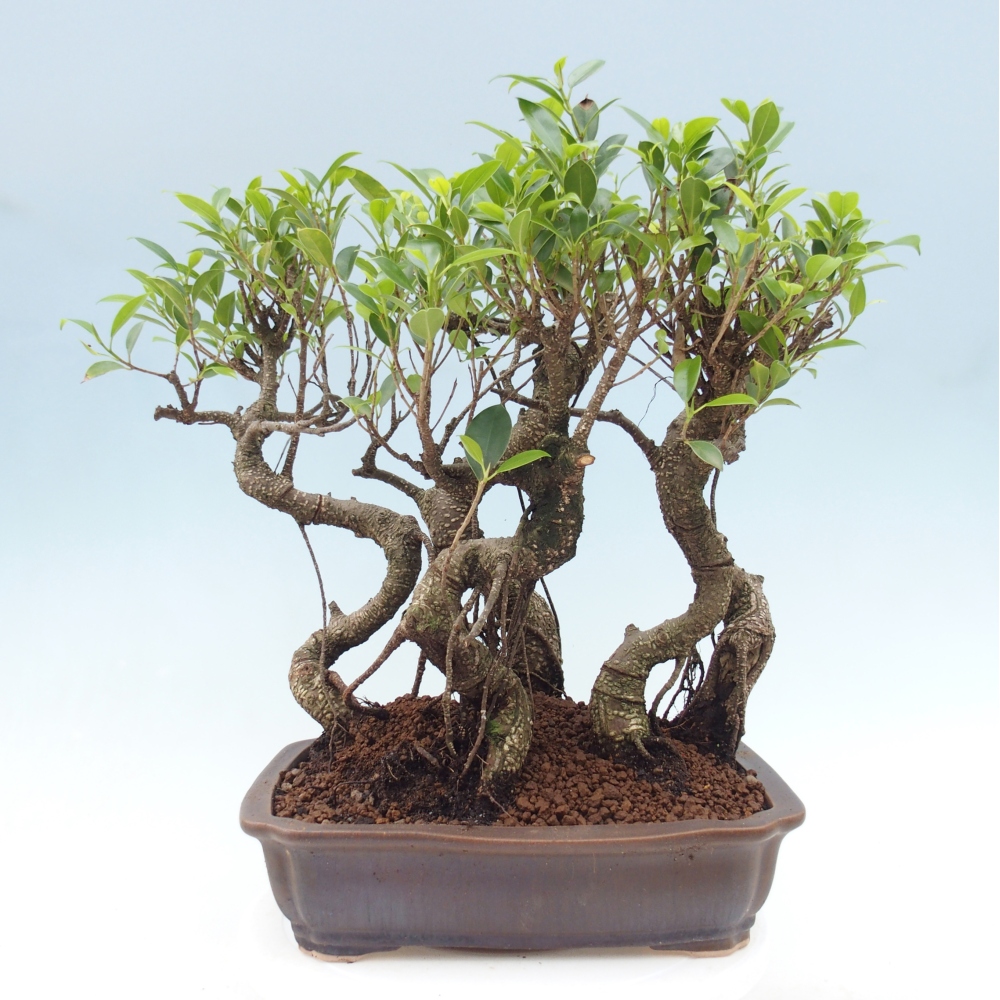 Pokój bonsai - Ficus kimmen - figowiec drobnolistny