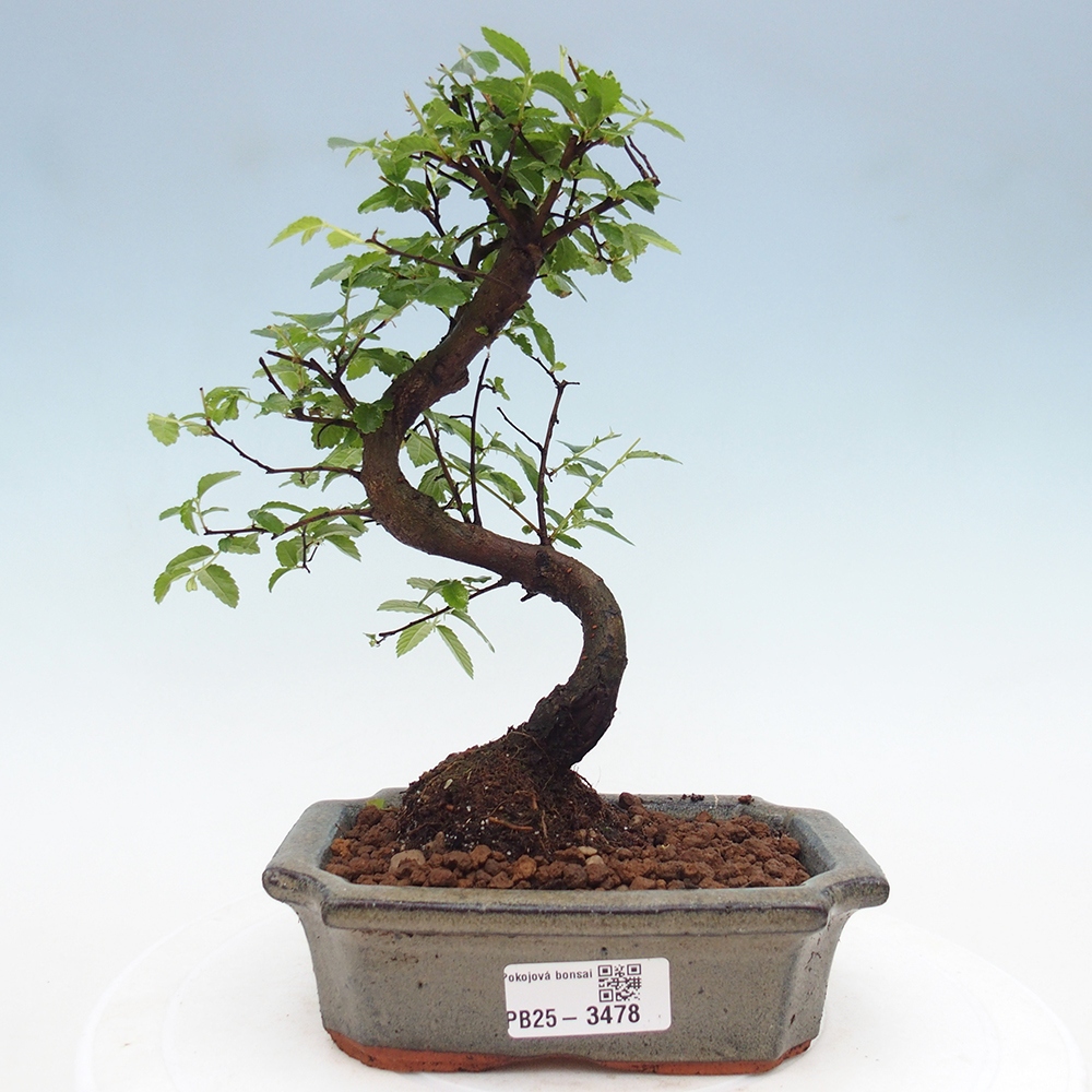 Pokój bonsai - Ulmus parvifolia - Wiąz drobnolistny