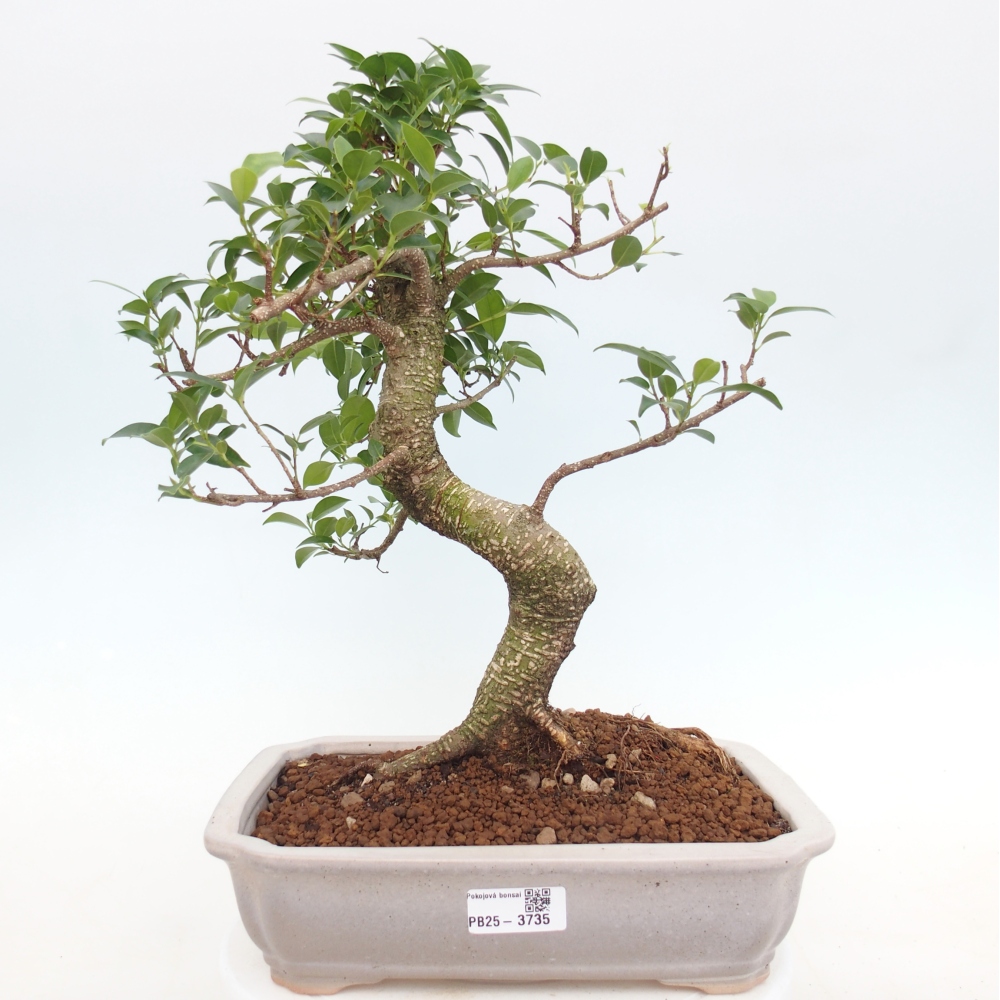 Pokój bonsai - Ficus kimmen - figowiec drobnolistny
