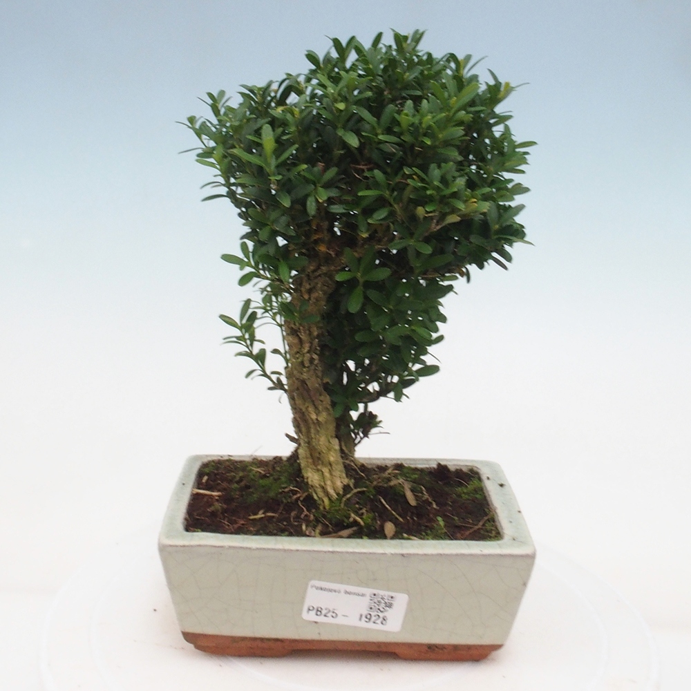 Kryty bonsai - Buxus harlandii - Bukszpan korkowy