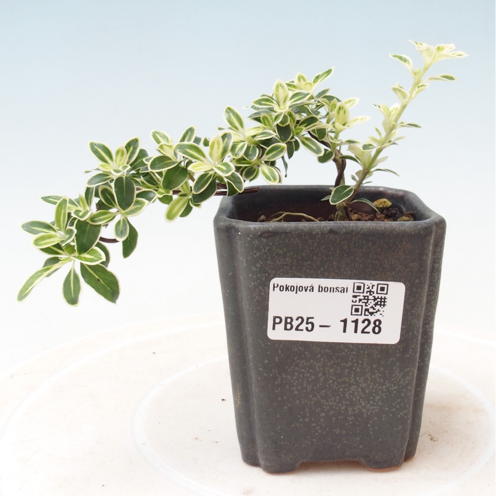 Bonsai do wnętrz - Serissa foetida Variegata - Drzewo tysiąca gwiazd