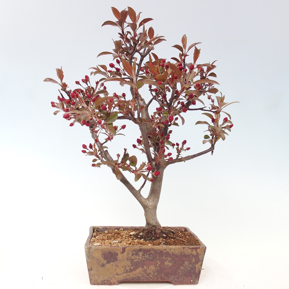Outdoor bonsai - Malus domestica - Jabłoń czerwonolistna o małych owocach