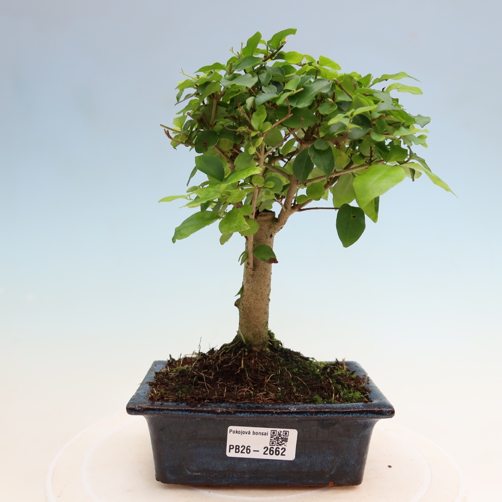 Pokój bonsai - Ligustrum chinensis - Dziób ptaka