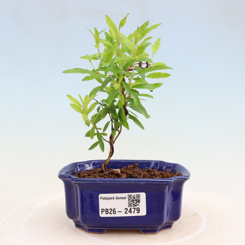 Pokój bonsai - PUNICA granatum nana - jabłko granatu
