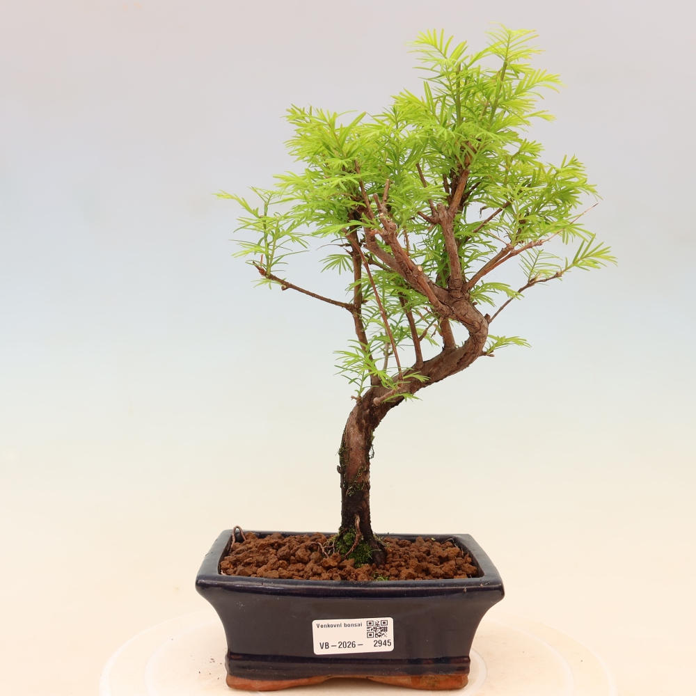 Outdoor bonsai - Metasequoia glyptostroboides - Metasekwoja chińska