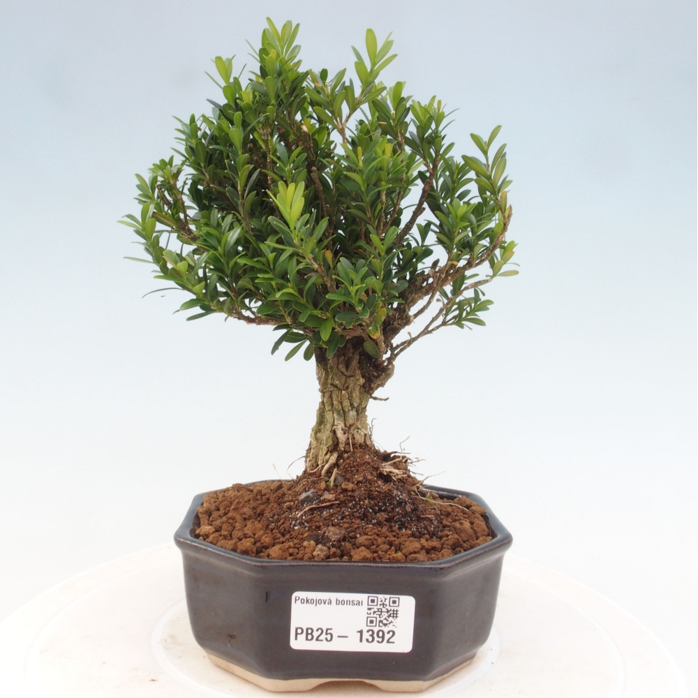 Bonsai pokojowe - Buxus harlandii - buxus korkowy