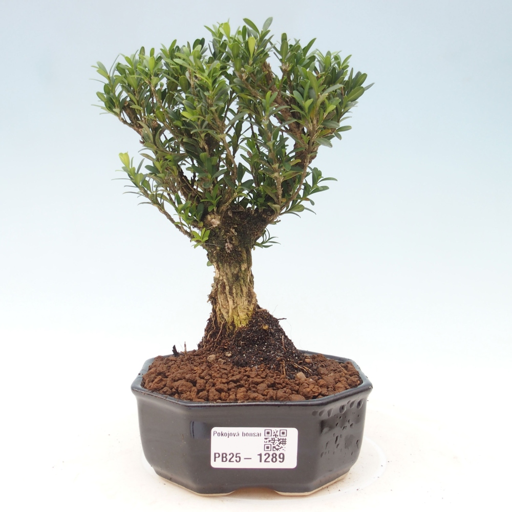 Bonsai pokojowe - Buxus harlandii - buxus korkowy