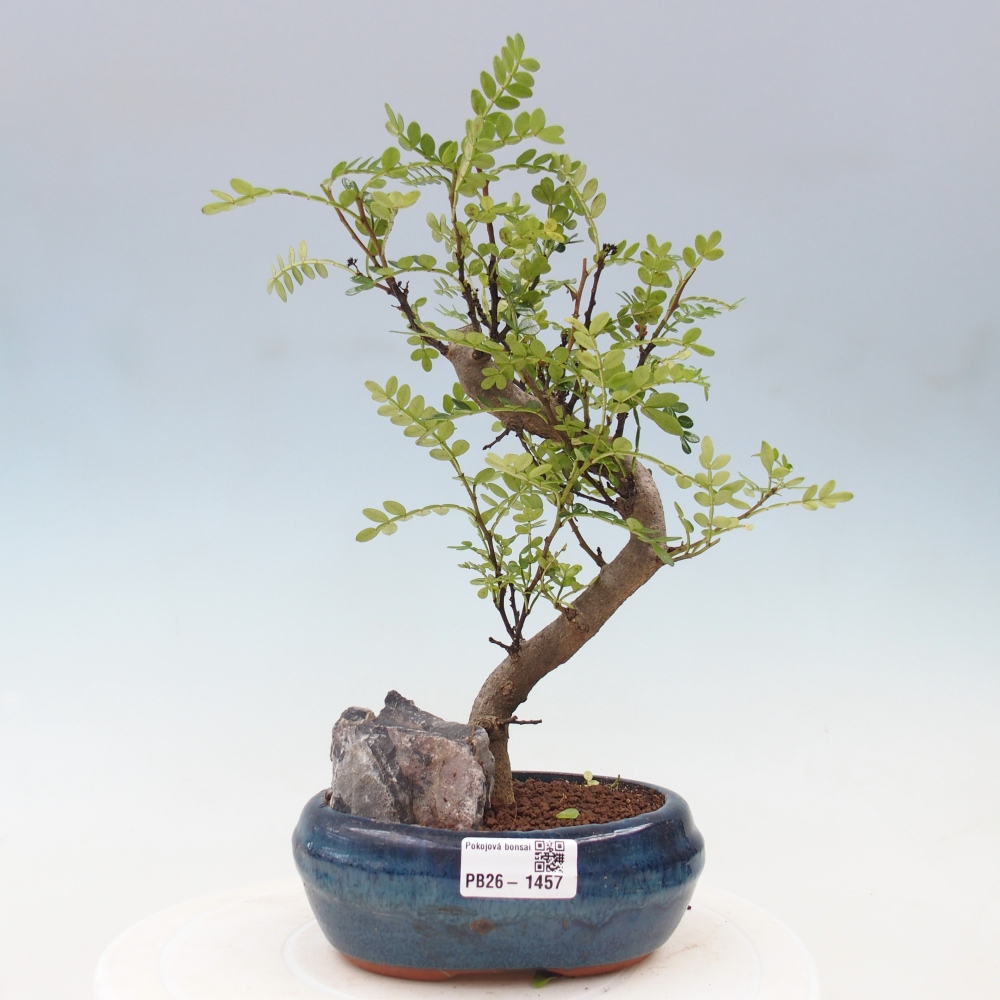 Pokój bonsai - Zantoxylum piperitum - drzewo pieprzowe