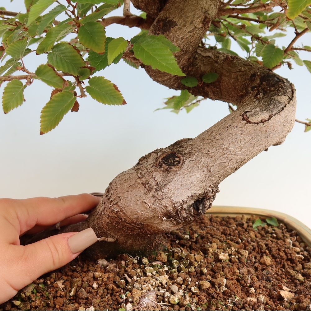 Outdoor bonsai - Carpinus CARPINOIDES - grab koreański