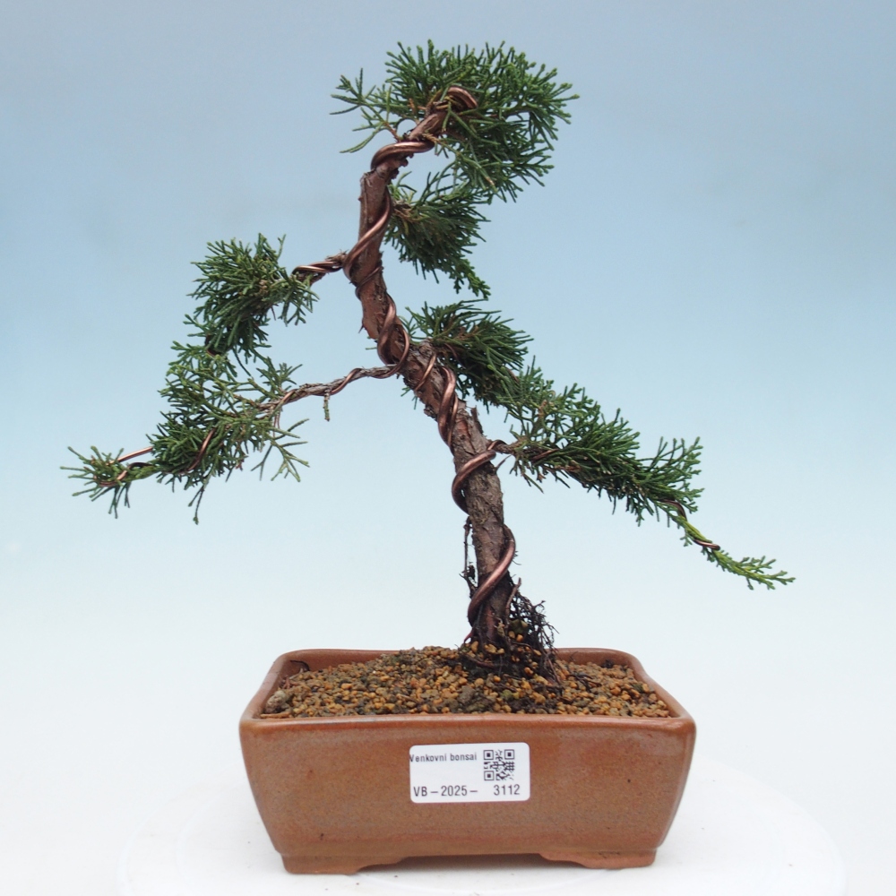 Bonsai zewnętrzne - Juniperus chinensis Kishu - Jałowiec chiński